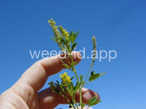 sweetclover, Indian